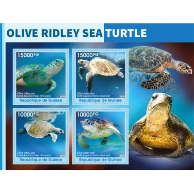 Фауна Оливковая морская черепаха Ридли